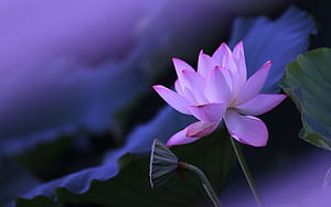 Lotus flower , Purple aesthetic, Water Lily, HD wallpaper