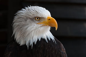 Eagle Head & Eagle, Angry Eagle, HD wallpaper