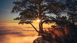 tree, cliff, fog, sunrise, dawn, morning, sunlight u 16:9 background, HD wallpaper