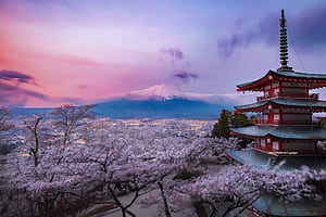 Japan, Chureito Pagoda, Purple bloom for mobile and , section пейзажи, resolution, Japan 1440p, HD wallpaper