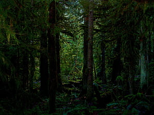 Deep Forest, HD wallpaper