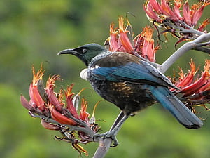 Tui. Tui, one of New Zealand's native honeyeaters, are impo, New Zealand Birds, HD wallpaper