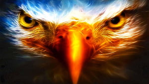 Eagle, Red Eagle, HD wallpaper