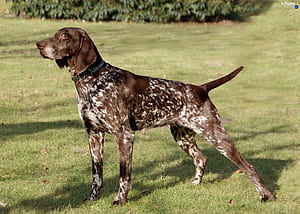 English Pointer . Mouse Pointer , Pointer Sisters and Pudelpointer, HD wallpaper