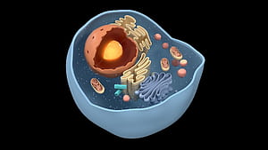 Cell Structure Section 3D model, HD wallpaper