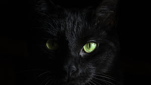 Green Eyes Black Cat Dark Theme Black Background Dark Theme, Dark Mode, HD wallpaper