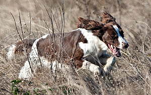 Springer Spaniel, HD wallpaper