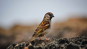 Sparrow (Bird), German Sparrow, HD wallpaper