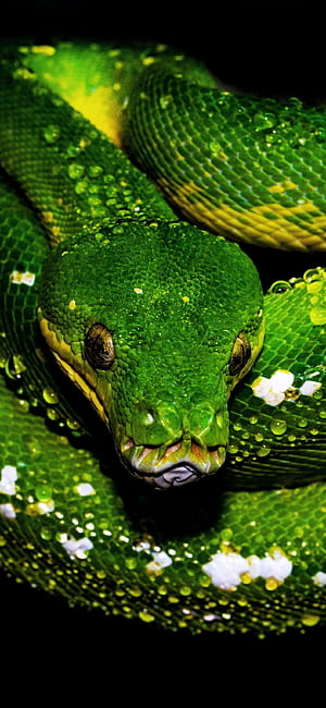 Tree Python , Green snake, HD phone wallpaper