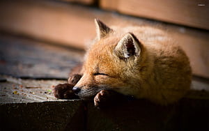 Sleeping Fox, HD wallpaper