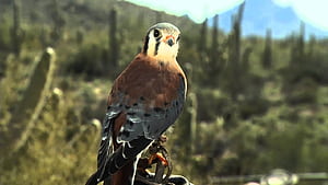 American Kestrel, HD wallpaper