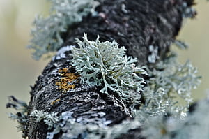 Lichen, HD wallpaper