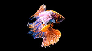 Fish Oled Dark 1440P Resolution , , , Background, and, HD wallpaper