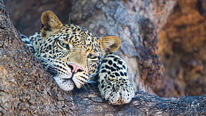 Okavango Delta Safaris. Botswana Okavango Safari, HD wallpaper