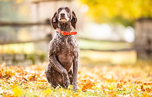 Pointer Dog, HD wallpaper