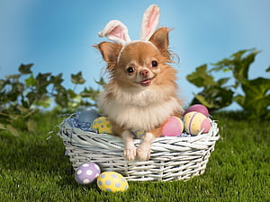 Cute Easter Pets, HD wallpaper