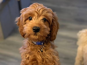 Cavapoo Puppy!, HD wallpaper
