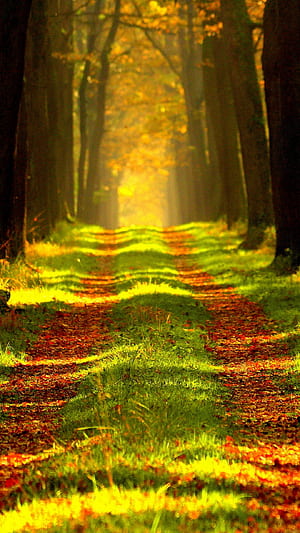 Autumn Path, HD phone wallpaper
