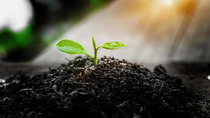 Sapling, HD wallpaper