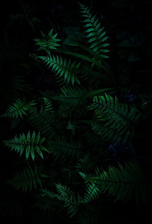 Dark Forest [], Dark Green Jungle, phone, Jungle Aesthetic, HD phone wallpaper