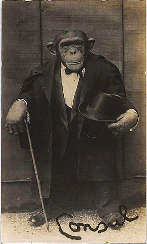 Drip monkey, HD phone wallpaper