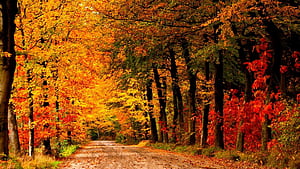 Autumn Path, HD wallpaper