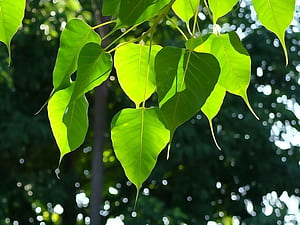 Bodhi Tree, HD wallpaper