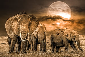 Elephants Computer, HD wallpaper