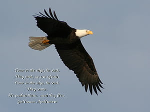 Eagle Quotes, HD wallpaper