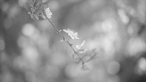 A Tutorial to Histogram Equalization, Low Contrast, HD wallpaper