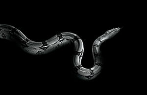 An of Python Programming Language, Black Python, HD wallpaper