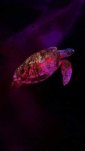 Cool Turtle, HD phone wallpaper