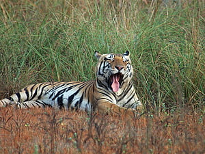 Kanha National Park Tiger Animal World, HD wallpaper