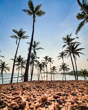 Scenic Palm Lined Beach In Mirissa, Sri Lanka ·, HD phone wallpaper