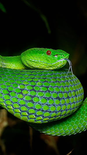 Viper, Snake, Reptile, Squama, Terrarium Iphone 8 7 6s 6 For Parallax Background, Pit Viper, HD phone wallpaper