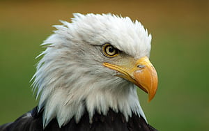 Eagle Head, HD wallpaper