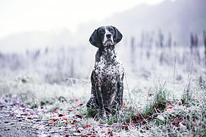 Pointer Dog, HD wallpaper