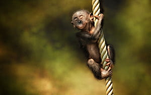 Monkey, HD wallpaper