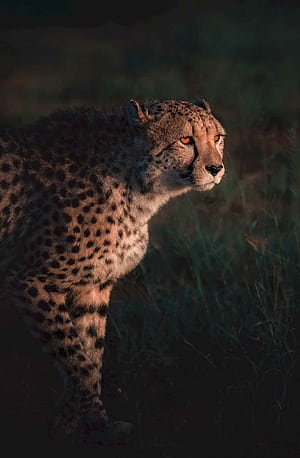 Cheetah on green grass, african leopard, black, brown, cheetah, grass, green, phone, HD phone wallpaper