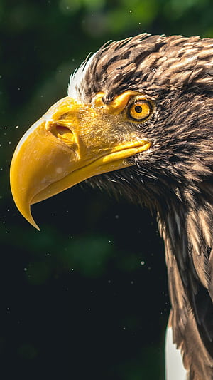 Eagle, Angry Eagle, HD phone wallpaper
