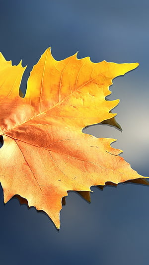 Leaf macro composition, Subtle details, HD phone wallpaper