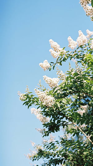 Spring Tech Background for your Computer and iPhone, Spring Bloom, HD phone wallpaper