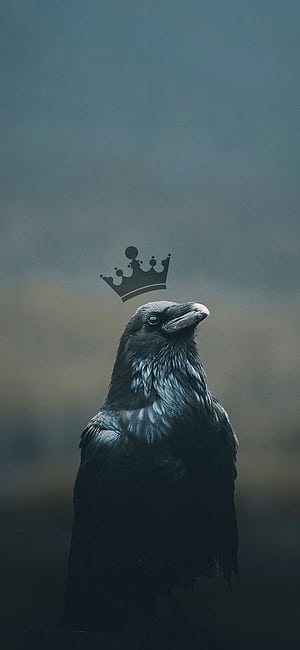 Crow, Crows, HD phone wallpaper