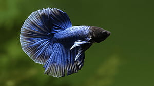 Fish Best [] for your , Mobile & Tablet. Explore Betta Fish . Betta Fish iPhone , Windows 10 Beta , Betta Fish Windows 8, Dragon Fish, HD wallpaper