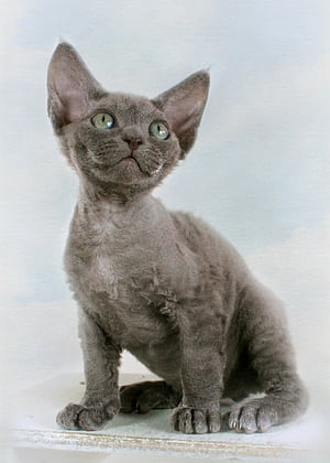 Kitten, Devon Rex, HD phone wallpaper