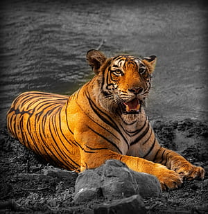 Kanha National Park Information Safari India, HD phone wallpaper