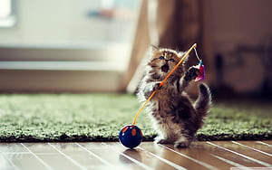kittens and background for mobile up; dancer cat high definition fullscreen, HD wallpaper