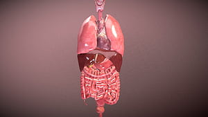 Human Internal Organs, HD wallpaper