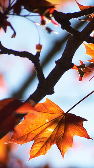 Amazing autumn background aesthetic iphone 1, Chinar Leaf, HD phone wallpaper