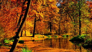 Yellow Autumn Fall Leaves Trees Forest Background Reflection On Lake During Daytime Autumn, HD wallpaper